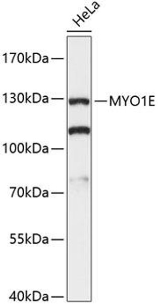 Cell Biology Antibodies 3 Anti-MYO1E Antibody CAB13032