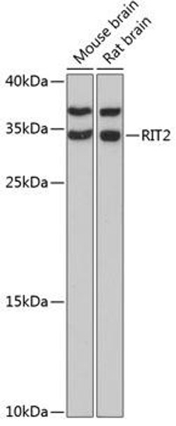 Signal Transduction Antibodies 1 Anti-RIT2 Antibody CAB13043