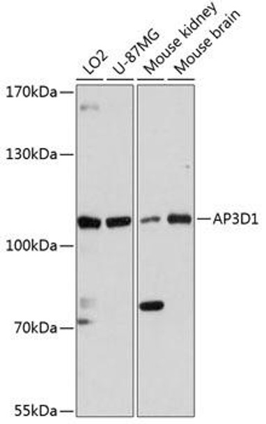 Cell Biology Antibodies 3 Anti-AP3D1 Antibody CAB13058