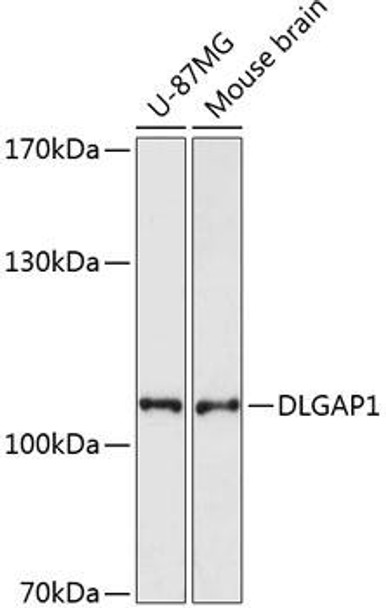 Cell Biology Antibodies 3 Anti-DLGAP1 Antibody CAB13060