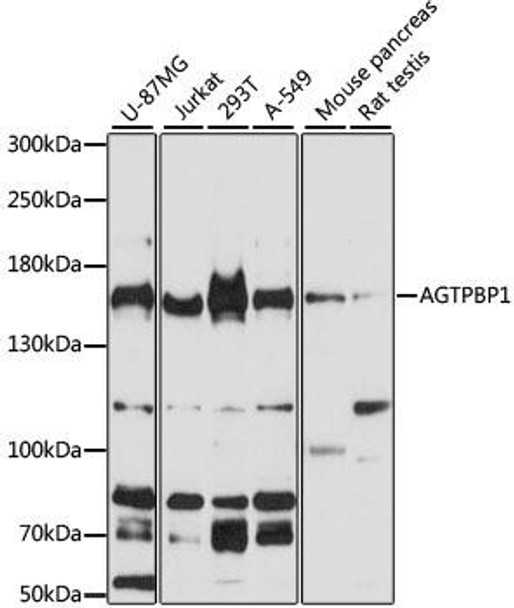 Cell Biology Antibodies 3 Anti-AGTPBP1 Antibody CAB13081