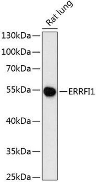 Cell Biology Antibodies 3 Anti-ERRFI1 Antibody CAB13099