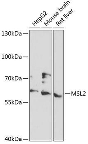 Signal Transduction Antibodies 1 Anti-MSL2 Antibody CAB13103