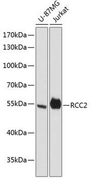 Cell Cycle Antibodies 1 Anti-RCC2 Antibody CAB13105