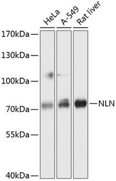 Cell Biology Antibodies 3 Anti-NLN Antibody CAB13112