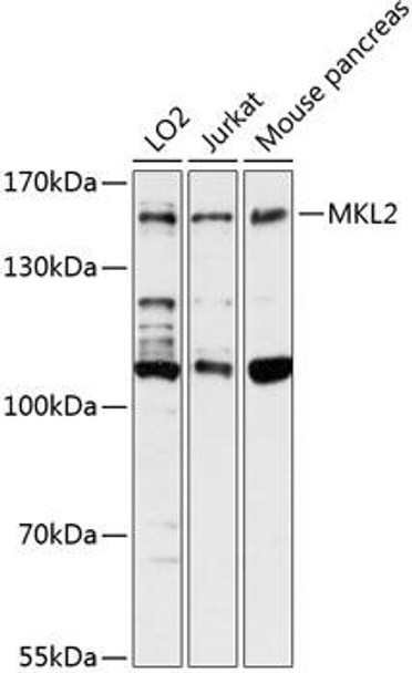 Developmental Biology Anti-MKL2 Antibody CAB13113