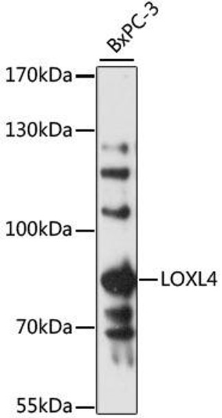 Signal Transduction Antibodies 1 Anti-LOXL4 Antibody CAB13131