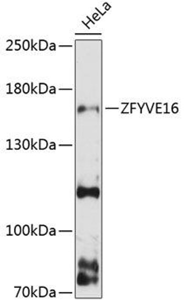 Cell Biology Antibodies 16 Anti-ZFYVE16 Antibody CAB13154