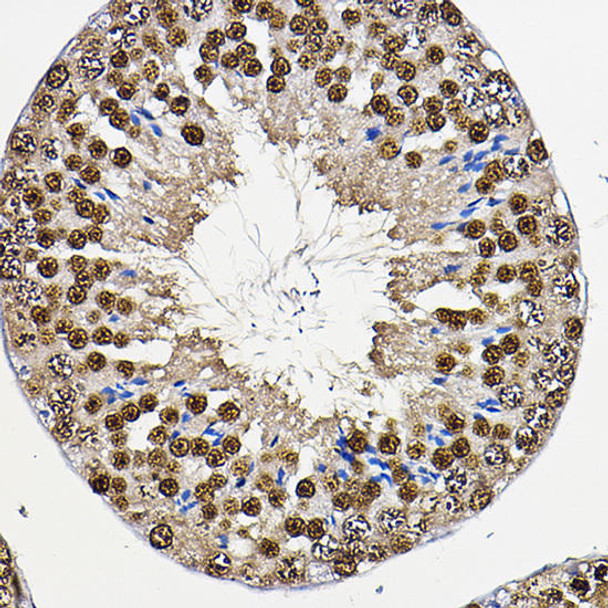 Cell Biology Antibodies 3 Anti-PER2 Antibody CAB13168