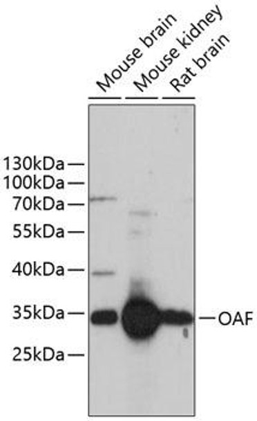 Cell Biology Antibodies 3 Anti-OAF Antibody CAB13202