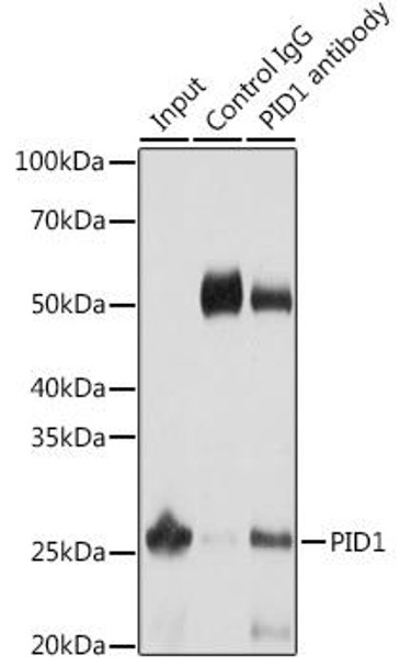 Signal Transduction Antibodies 1 Anti-PID1 Antibody CAB13220