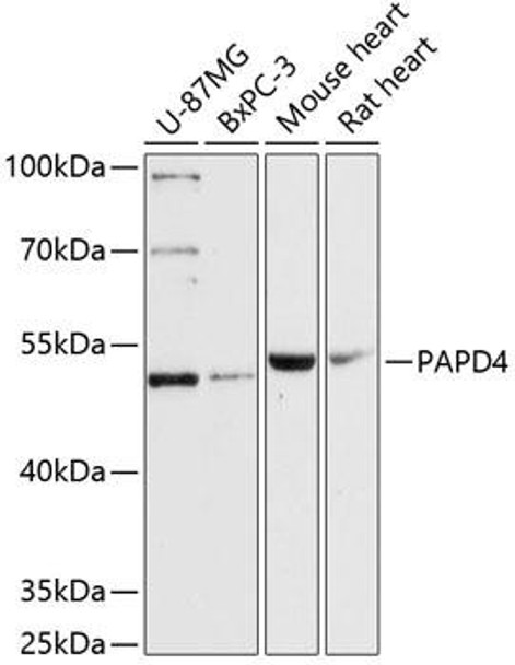 Epigenetics and Nuclear Signaling Antibodies 1 Anti-PAPD4 Antibody CAB13238