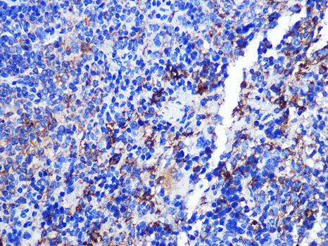 CD68 Antibody - Human, Mouse, Rat Research | Assay Genie