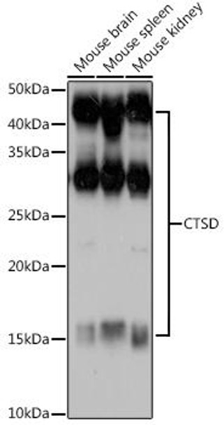 Cell Biology Antibodies 3 Anti-CTSD Antibody CAB13292