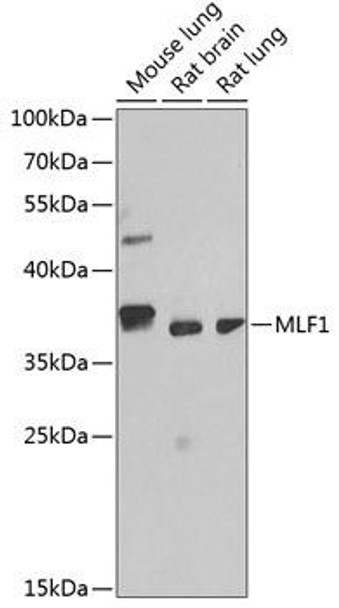 Cell Cycle Antibodies 1 Anti-MLF1 Antibody CAB13329