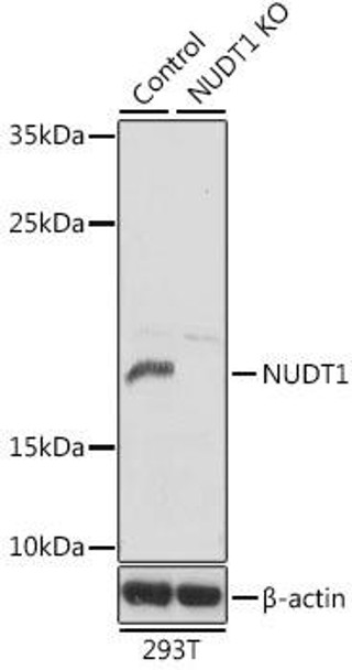 KO Validated Antibodies 1 Anti-NUDT1 Antibody CAB13330KO Validated