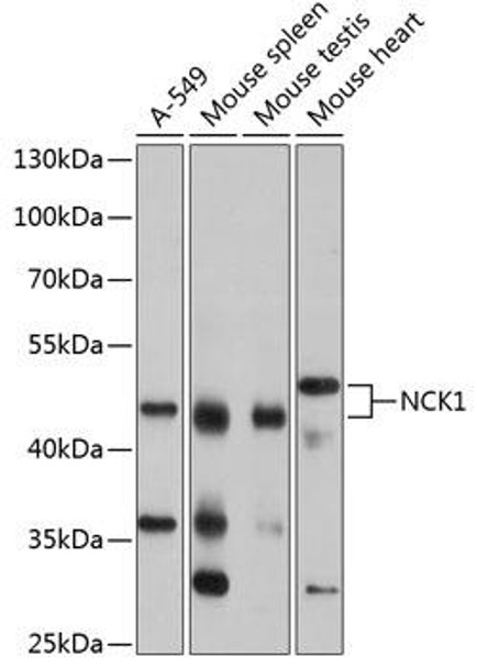 Signal Transduction Antibodies 1 Anti-NCK1 Antibody CAB13332