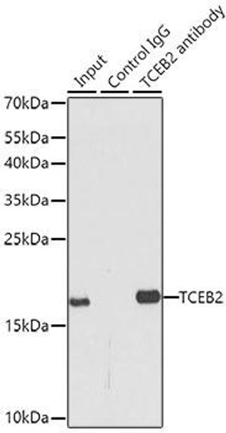 Immunology Antibodies 1 Anti-TCEB2 Antibody CAB13363