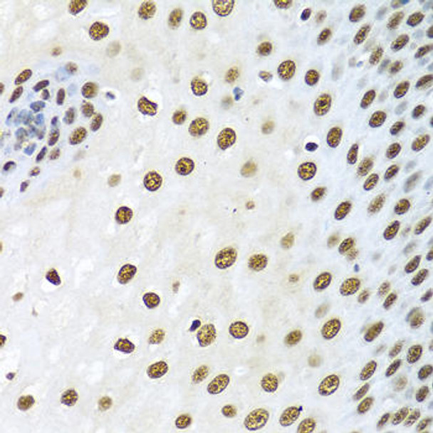 Epigenetics and Nuclear Signaling Antibodies 1 Anti-XRCC5 Antibody CAB13369