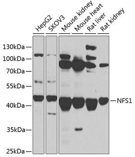 Metabolism Antibodies 1 Anti-NFS1 Antibody CAB13385