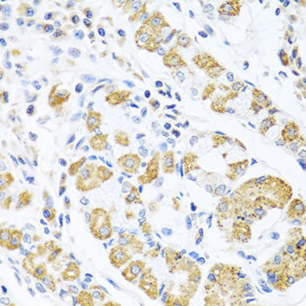 Cell Biology Antibodies 3 Anti-EDIL-3 Antibody CAB13391