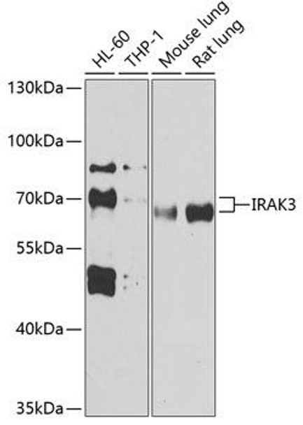 Immunology Antibodies 1 Anti-IRAK3 Antibody CAB13402