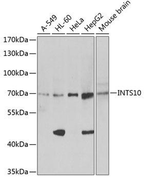 Cell Biology Antibodies 4 Anti-INTS10 Antibody CAB13419