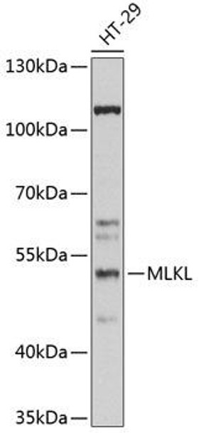 Cell Biology Antibodies 16 Anti-MLKL Antibody CAB13450