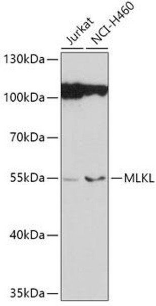 KO Validated Antibodies 1 Anti-MLKL Antibody CAB13451KO Validated