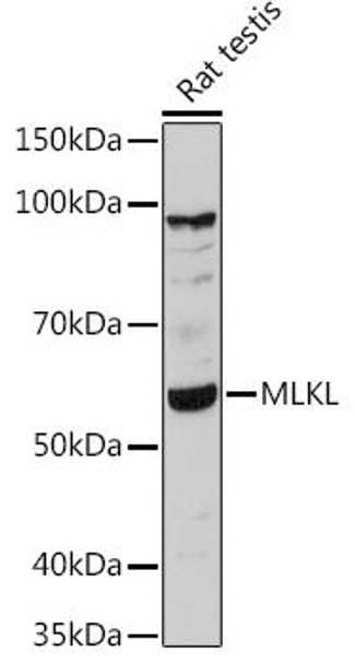 KO Validated Antibodies 1 Anti-MLKL Antibody CAB13451KO Validated