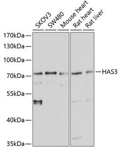 Cell Biology Antibodies 4 Anti-HAS3 Antibody CAB13498