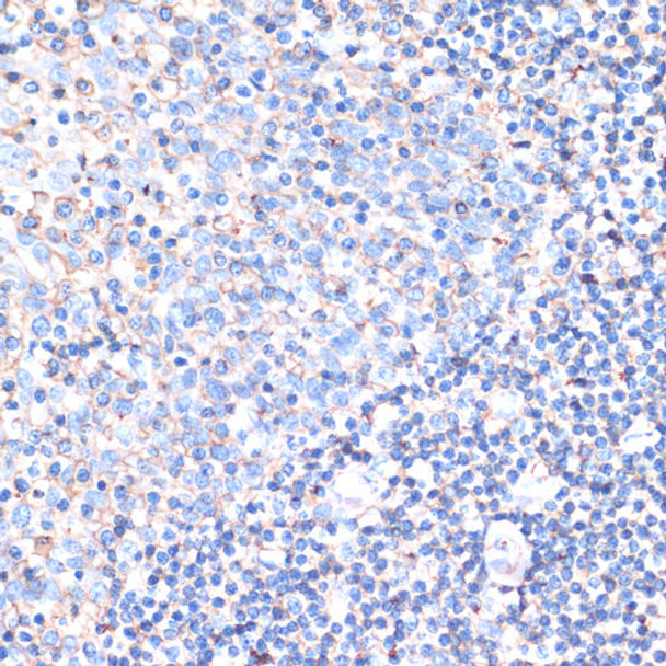 Cell Biology Antibodies 4 Anti-CD44 Antibody CAB1351