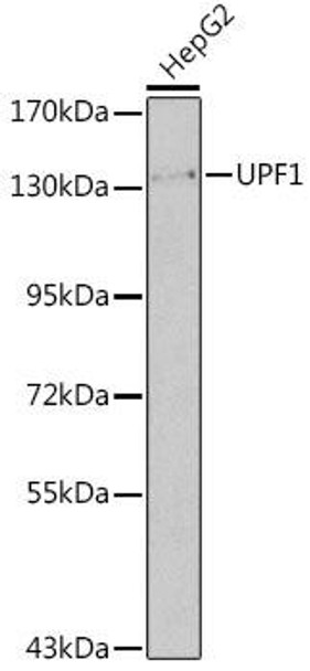 Immunology Antibodies 1 Anti-UPF1 Antibody CAB13541