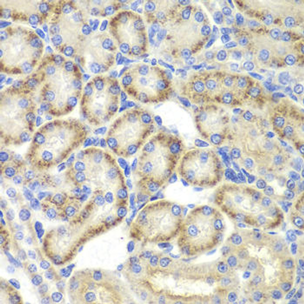 Cell Biology Antibodies 4 Anti-ST3GAL4 Antibody CAB13544