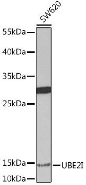Cell Cycle Antibodies 1 Anti-UBE2I Antibody CAB13558