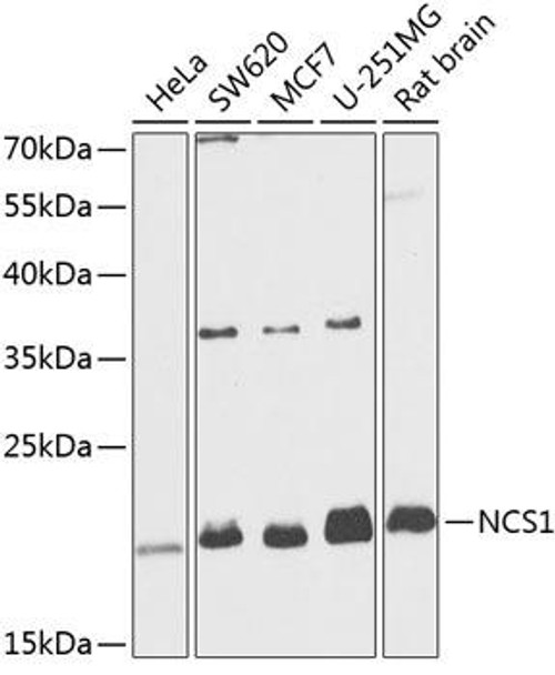 Cell Biology Antibodies 4 Anti-NCS1 Antibody CAB13586