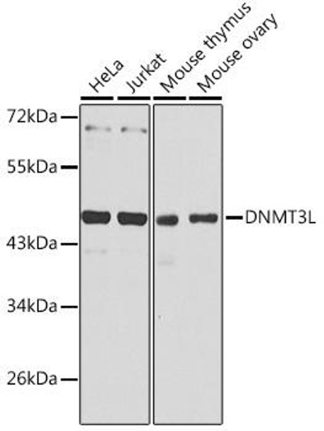 Developmental Biology Anti-DNMT3L Antibody CAB13591