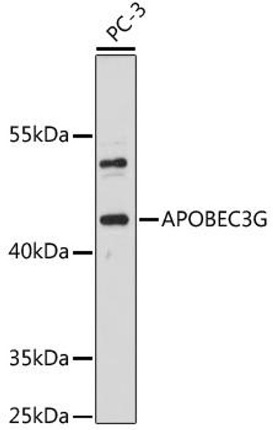 Immunology Antibodies 1 Anti-APOBEC3G Antibody CAB13598