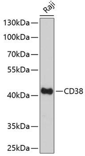 Cell Biology Antibodies 4 Anti-CD38 Antibody CAB13611