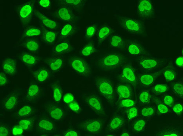 Epigenetics and Nuclear Signaling Antibodies 1 Anti-POLR2J Antibody CAB13627