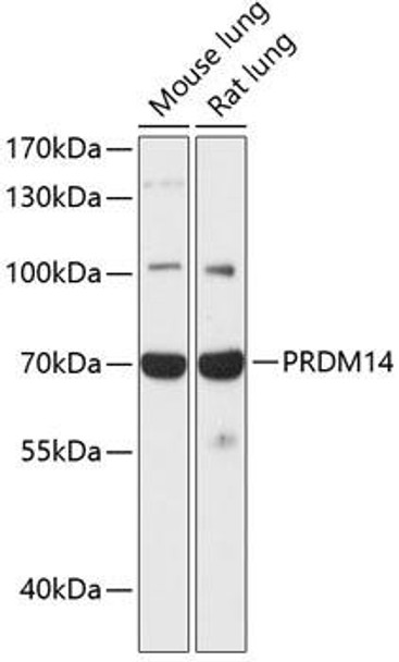 Epigenetics and Nuclear Signaling Antibodies 1 Anti-PRDM14 Antibody CAB13658