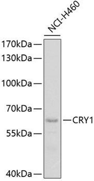 Cell Biology Antibodies 4 Anti-CRY1 Antibody CAB13666