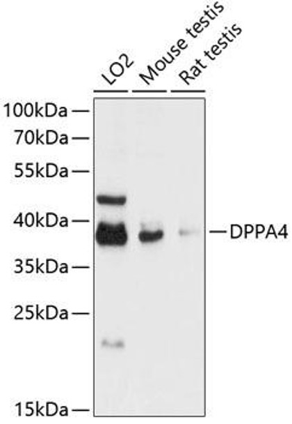 Epigenetics and Nuclear Signaling Antibodies 1 Anti-DPPA4 Antibody CAB13724