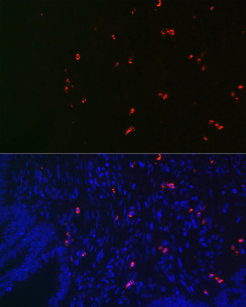 Signal Transduction Antibodies 1 Anti-MPO Antibody CAB1374