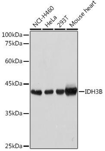 Metabolism Antibodies 1 Anti-IDH3B Antibody CAB13742