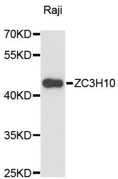 Cell Biology Antibodies 4 Anti-ZC3H10 Antibody CAB13753