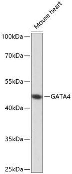Epigenetics and Nuclear Signaling Antibodies 1 Anti-GATA4 Antibody CAB13756