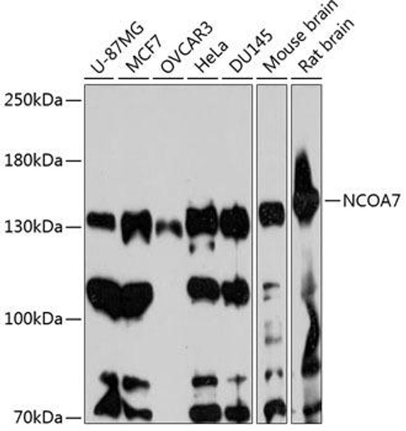 Epigenetics and Nuclear Signaling Antibodies 1 Anti-NCOA7 Antibody CAB13799