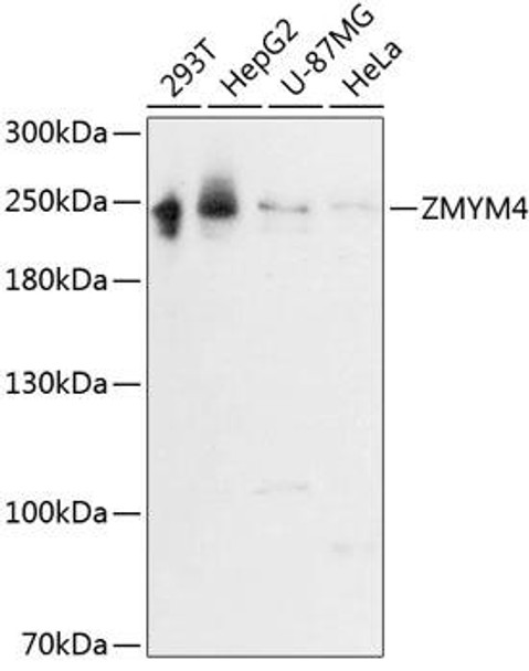 Cell Biology Antibodies 4 Anti-ZMYM4 Antibody CAB13812