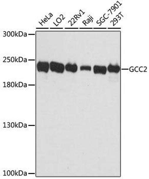 Cell Biology Antibodies 4 Anti-GCC2 Antibody CAB13814
